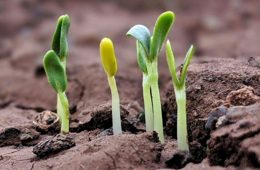 De la sămânță la plantă: Călătoria fascinantă a vieții vegetale